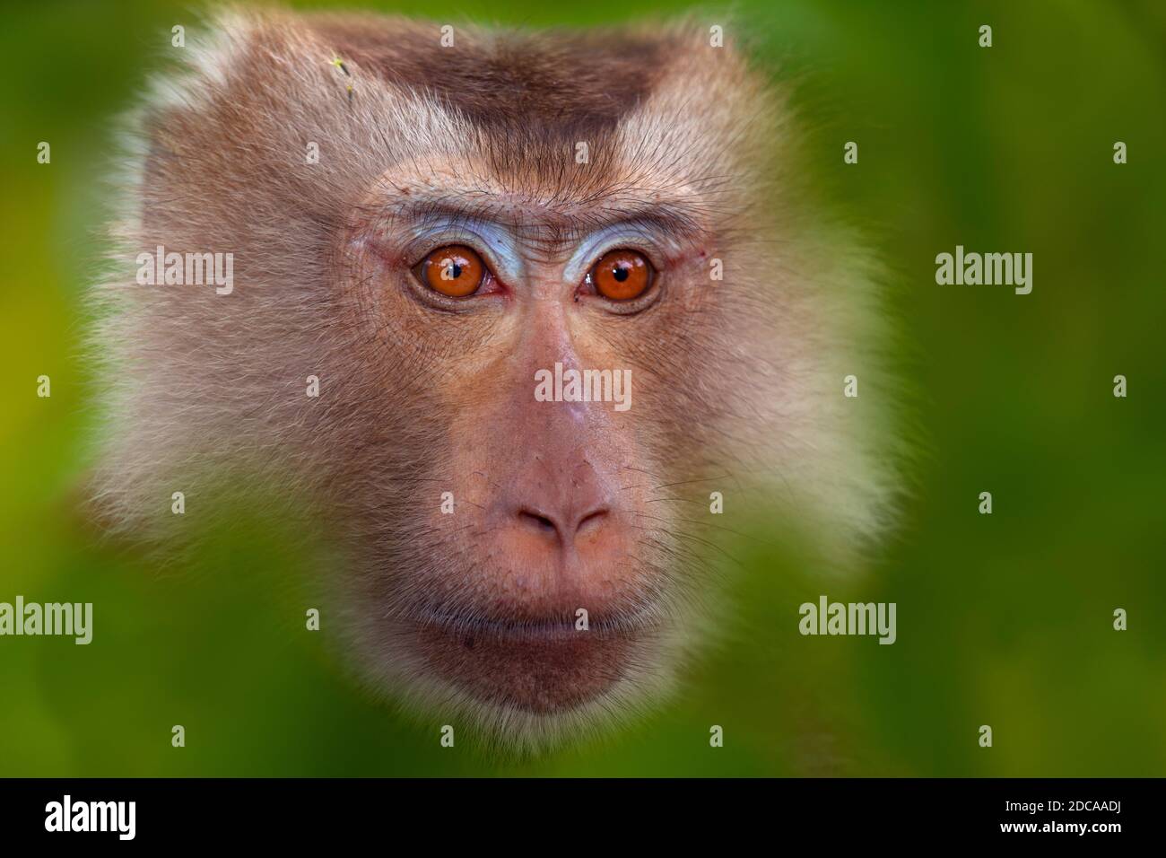 macaca nemestrina, macaque de cola de cerdo del sur Foto de stock