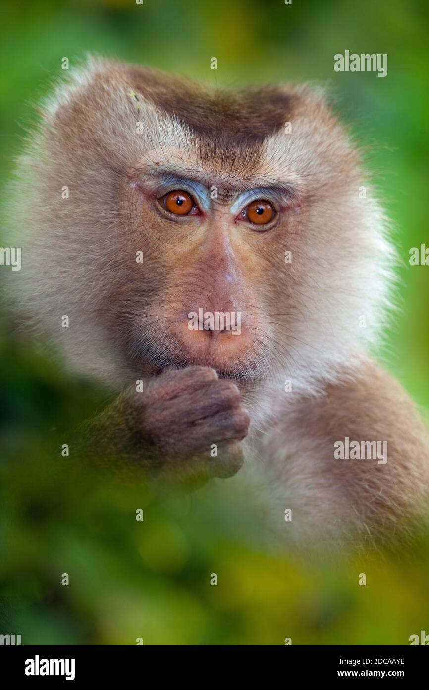macaca nemestrina, macaque de cola de cerdo del sur Foto de stock