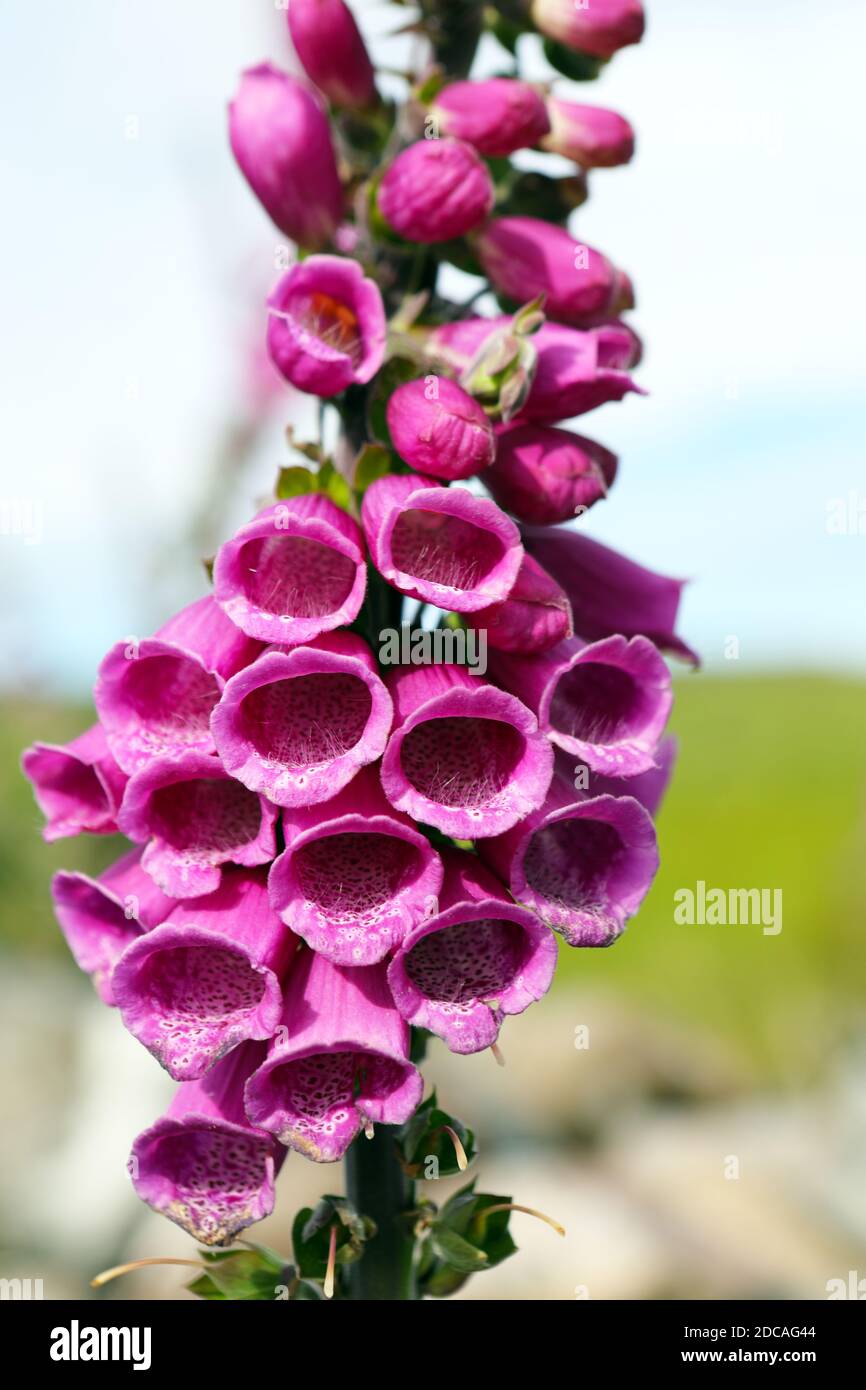 Foxglove, Digitalis purpurea Foto de stock