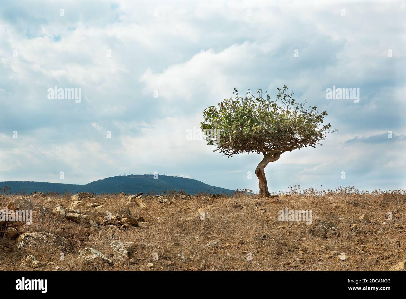 árbol solitario contra el fondo del cielo y las nubes en Israel Foto de stock