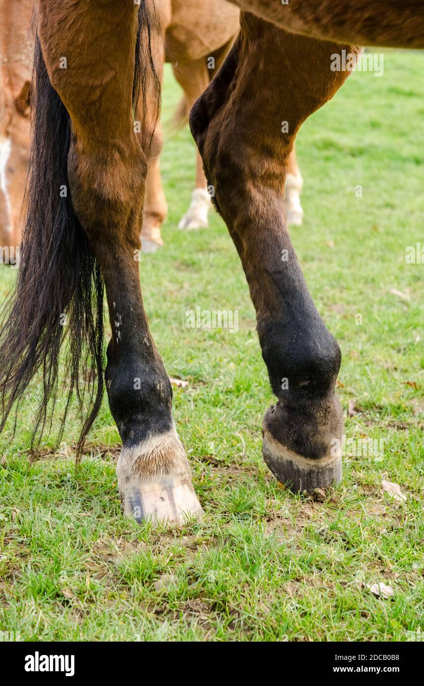 Pezuñas de pata de caballo fotografías e imágenes de alta resolución - Alamy