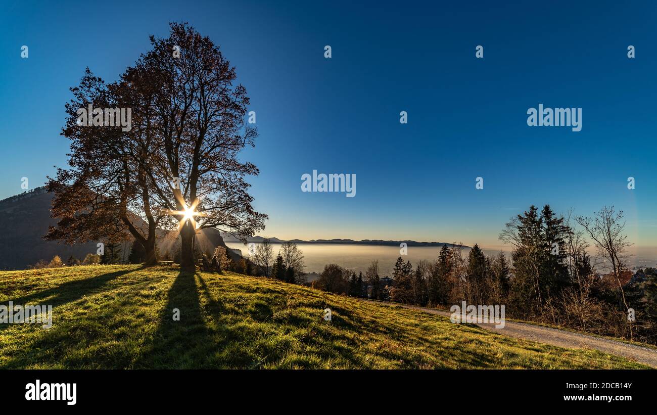Die Abendsonne leuchtet als Stern durch die Baumkrone über dem Rheintal. zwei Bäume stehen allein auf dem Hügel und bilden eine Krone. Foco Stern Foto de stock