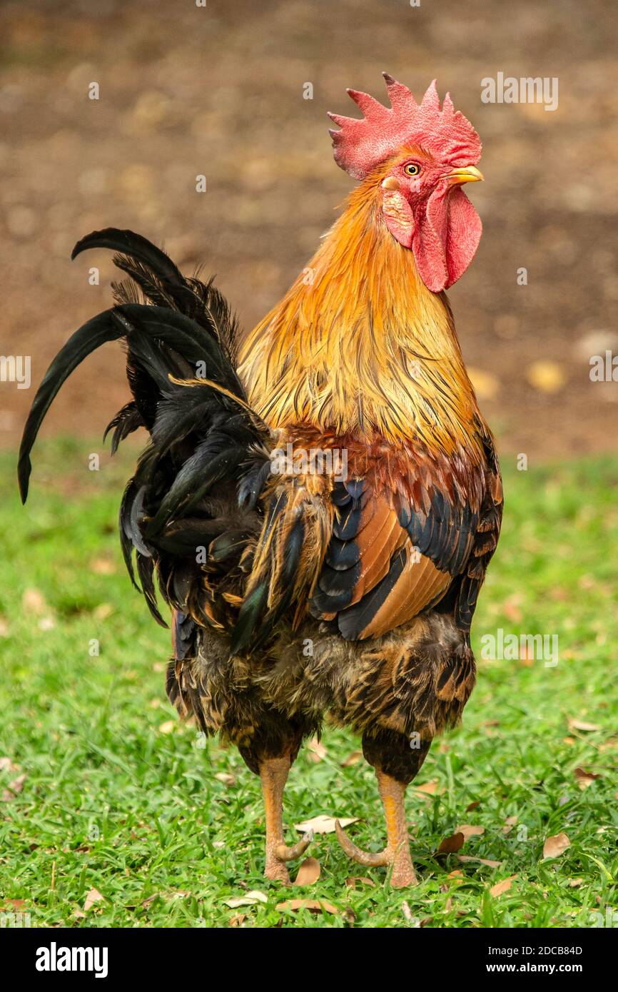 Un gallo colorido de pie orgulloso. Foto de stock