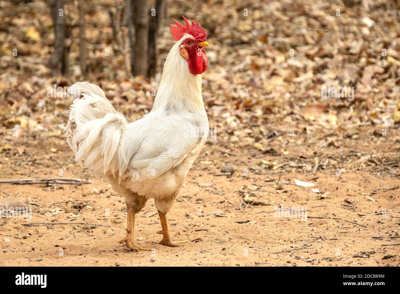 Un gallo blanco estruendo orgulloso. Foto de stock