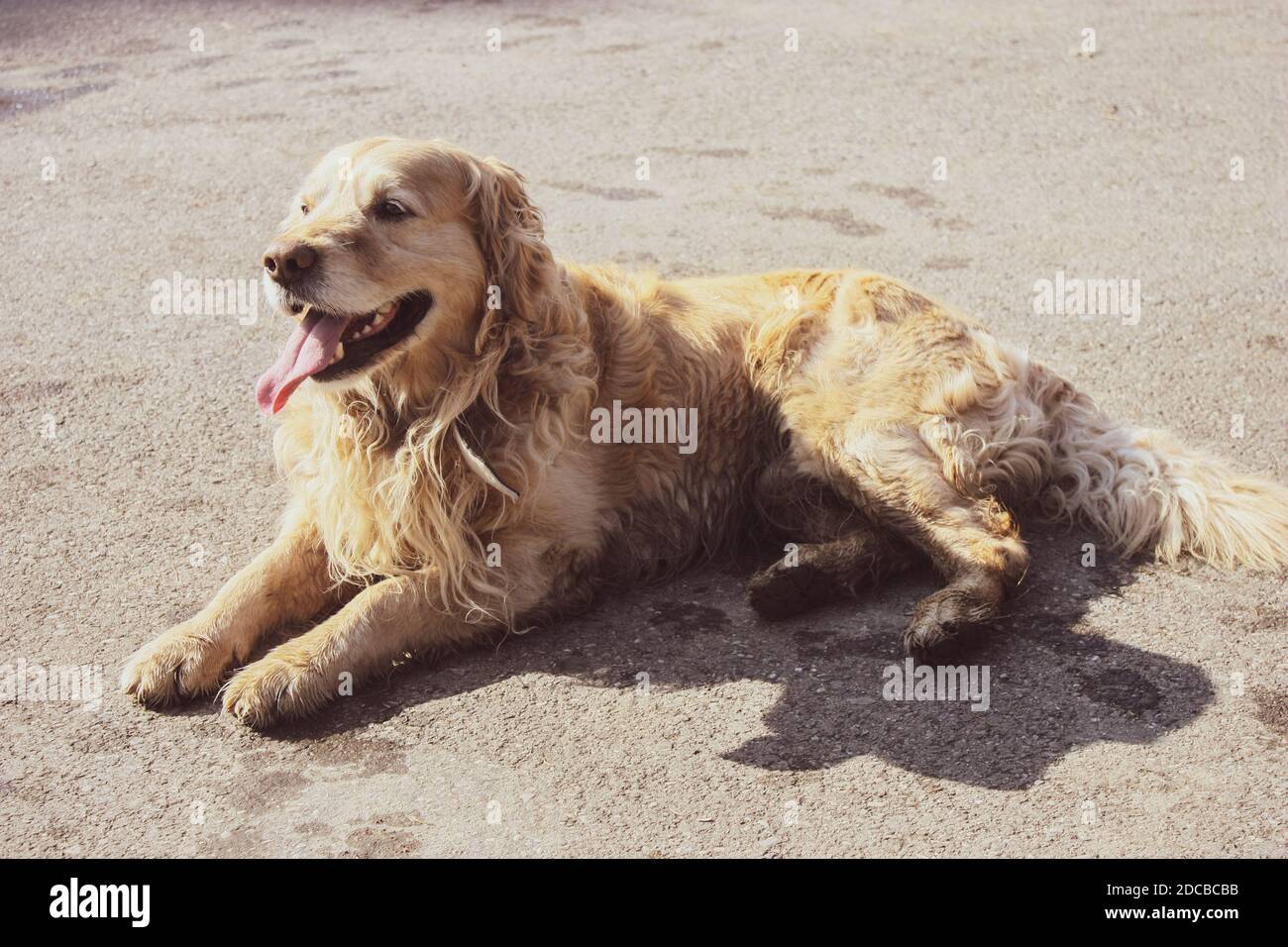 Entrenamiento Del Perrito Del Golden Retriever Fotografias E Imagenes De Alta Resolucion Alamy