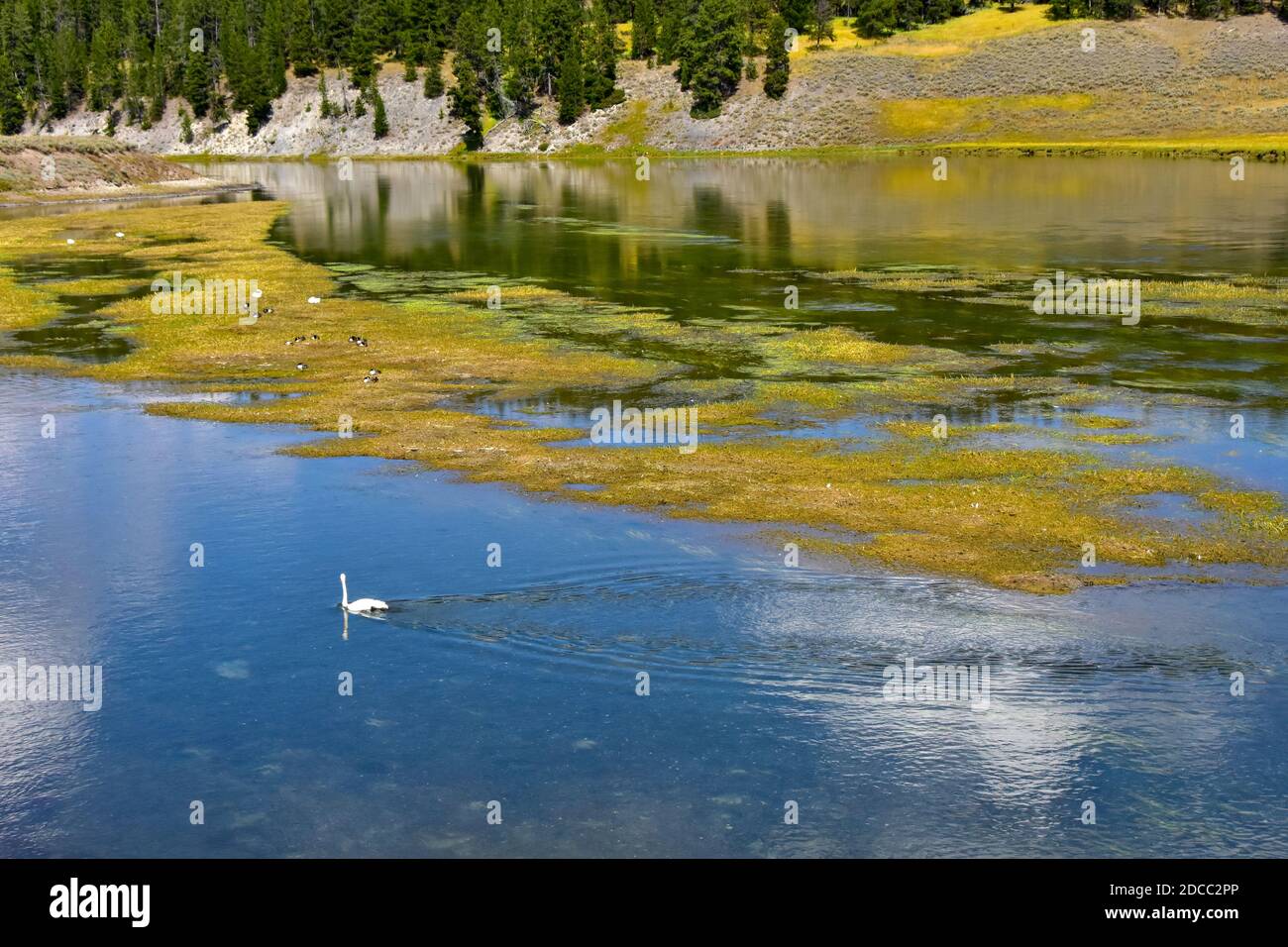 Cisnes en el río Yellowstone, Parque Nacional Yellowstone. Foto de stock
