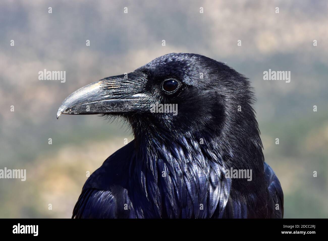 Retrato de un Raven en el Parque Nacional del Cañón Bryce. Foto de stock