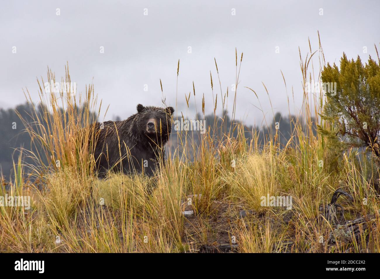 Un oso mojado en el Parque Nacional de Yellowstone. Foto de stock