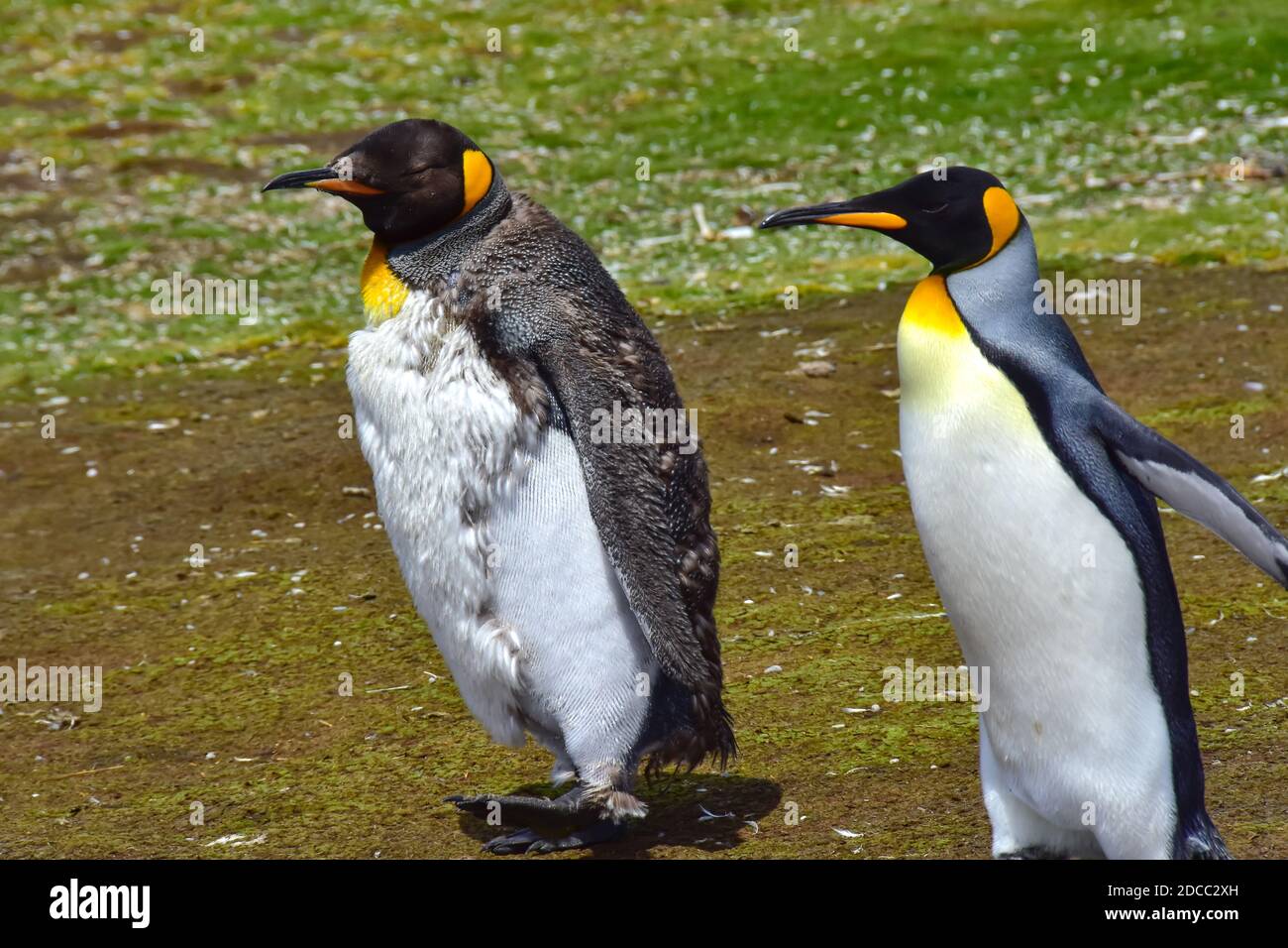 Dos pingüinos de rey─un menor y un adulto─para un paseo en Volunteer Point, Islas Malvinas. Foto de stock