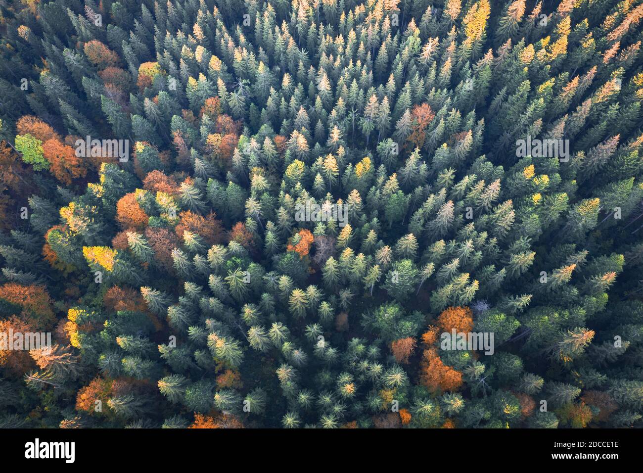 Vista superior del zumbido de antena. Amarillo, naranja y rojo de árboles en otoño colorido bosque. Día soleado en otoño de montañas Foto de stock