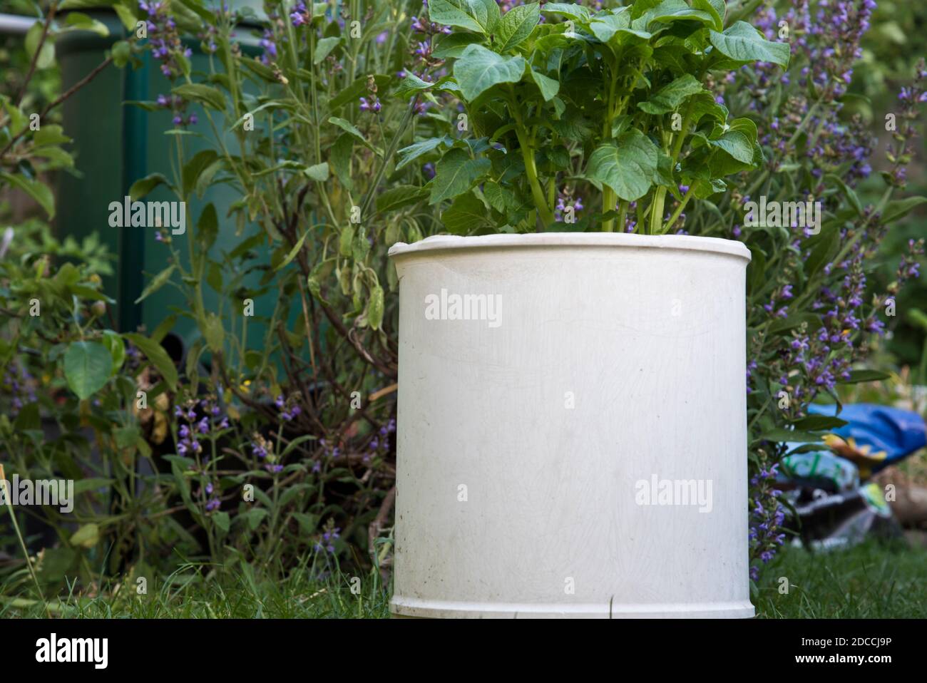 Planta de papa creciendo en un recipiente blanco Foto de stock