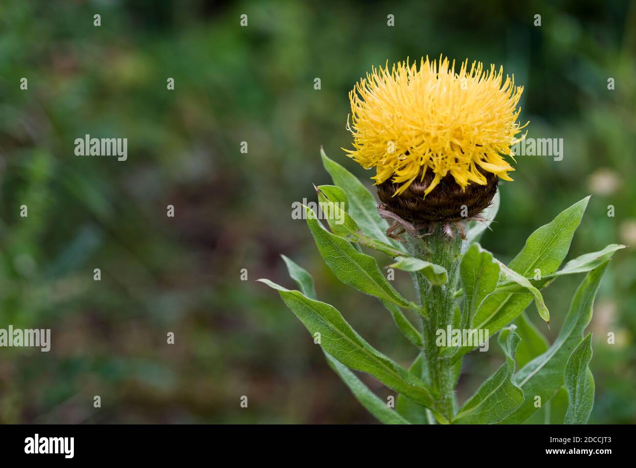 Gran hierba dorada, (Centaurea macrocephala) Foto de stock