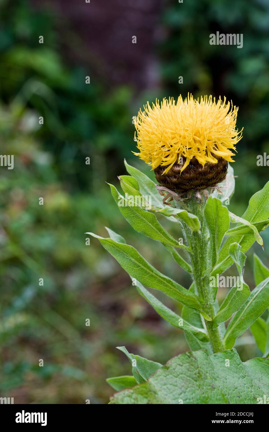 Gran hierba dorada, (Centaurea macrocephala) Foto de stock