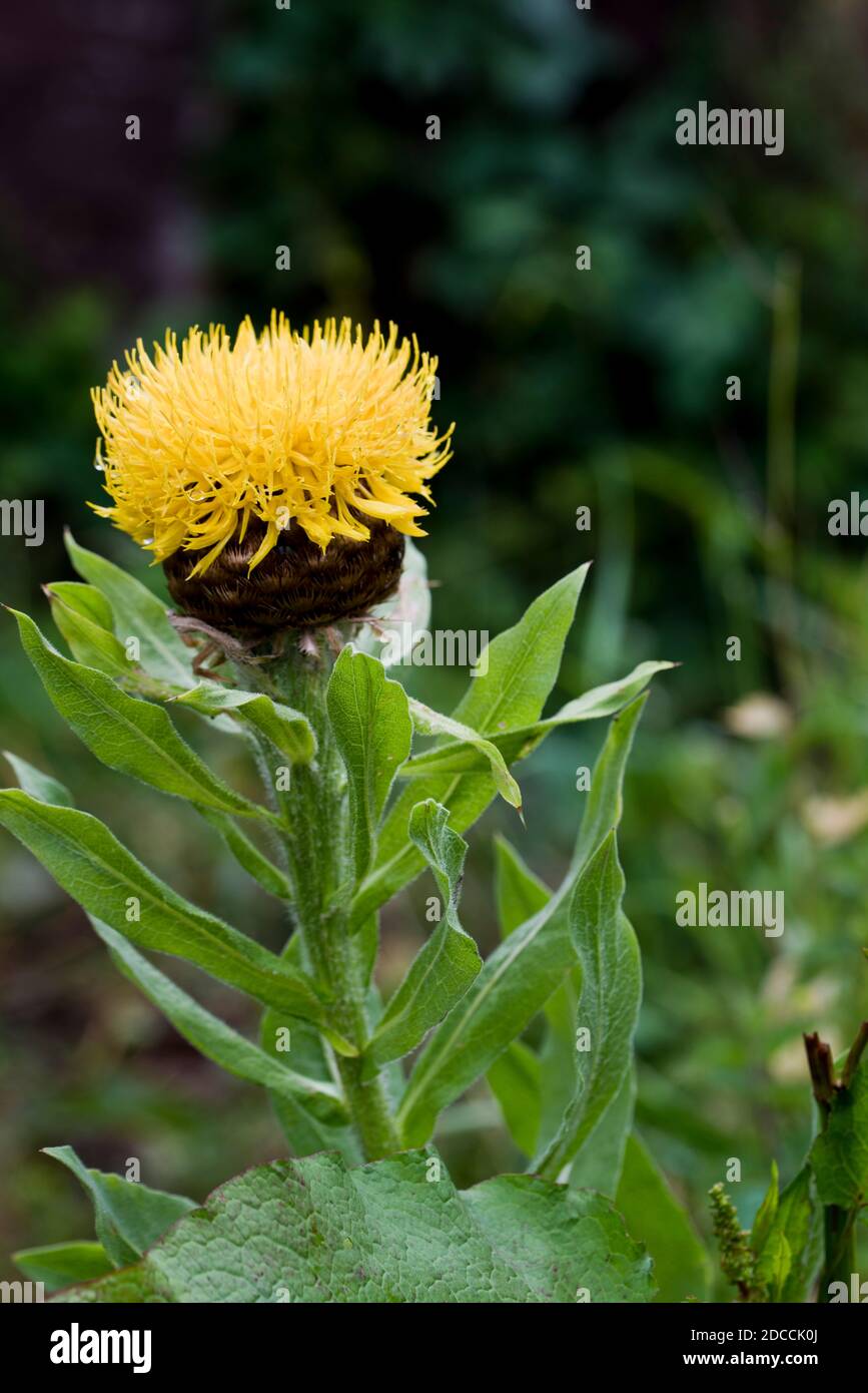 Gran hierba dorada, (Centaurea macrocephala) Foto de stock