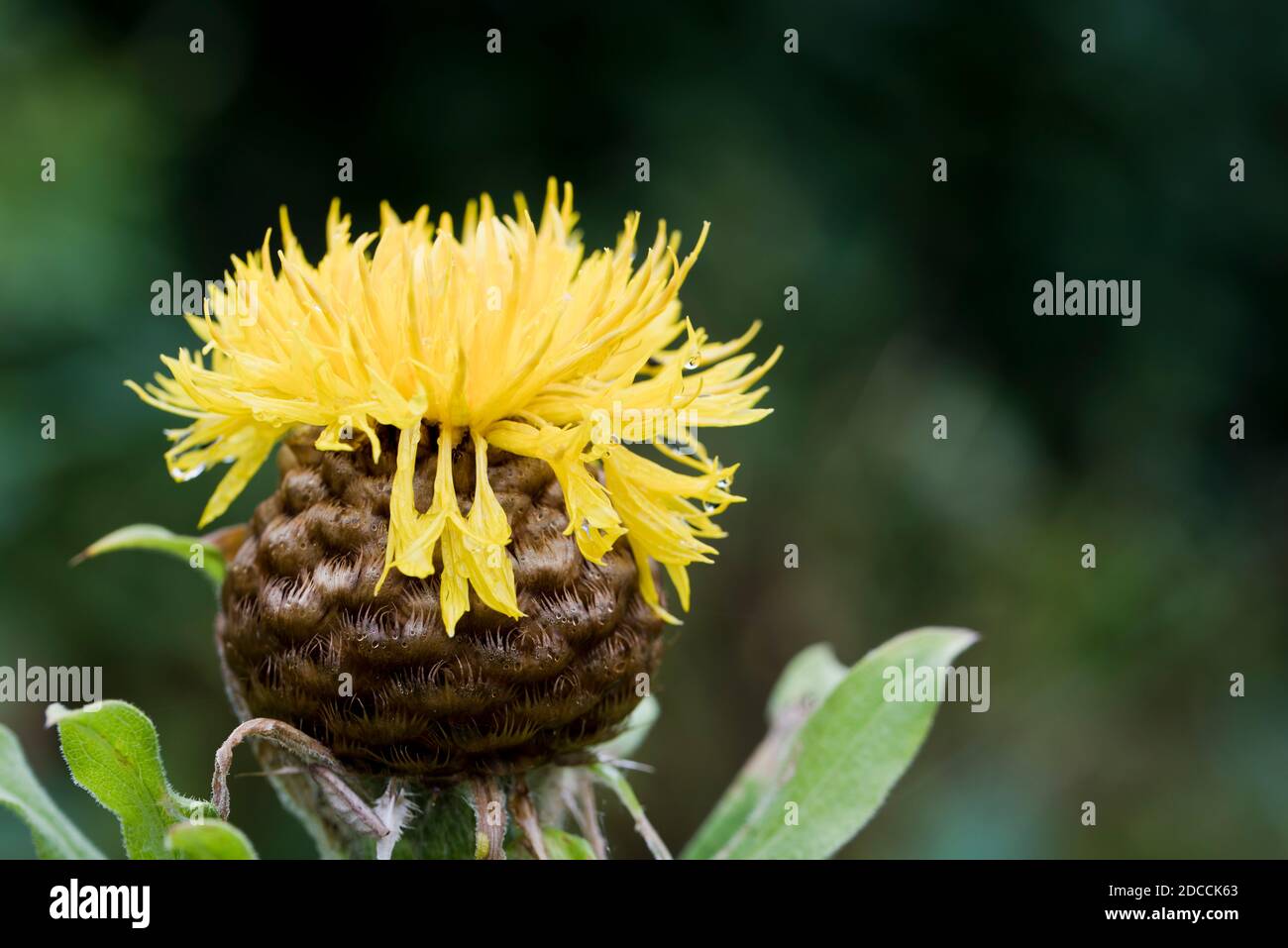 Gran hierba dorada, (Centaurea macrocephala) Foto de stock