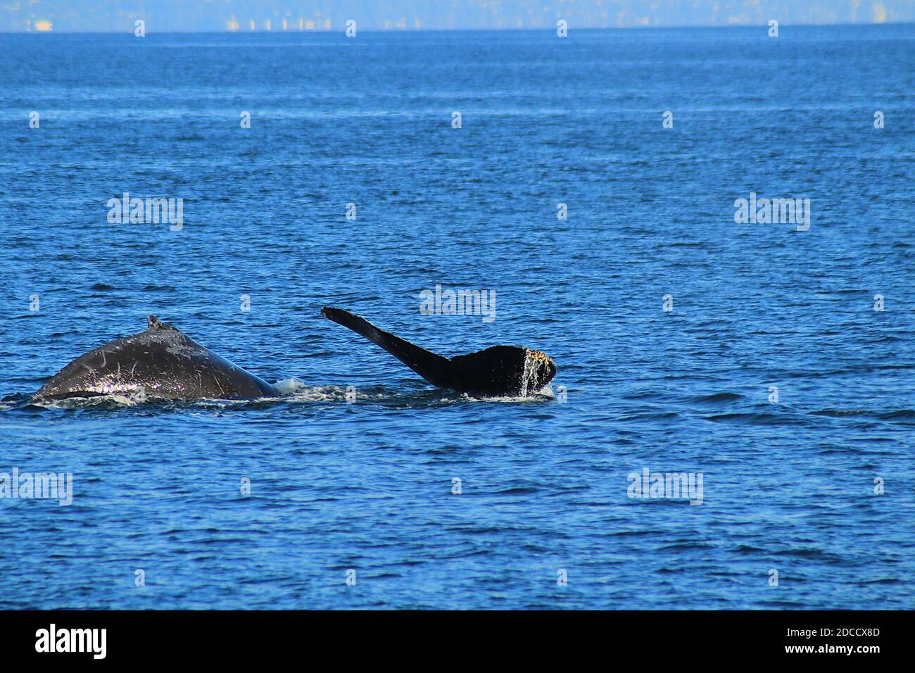 Dos ballenas jorobadas buceando en los mares Salish Foto de stock
