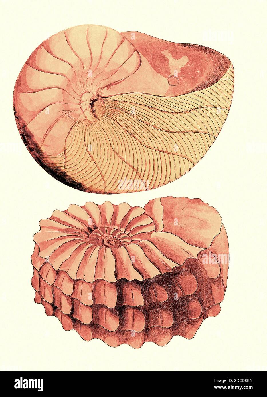 Nautilus y amonita Foto de stock