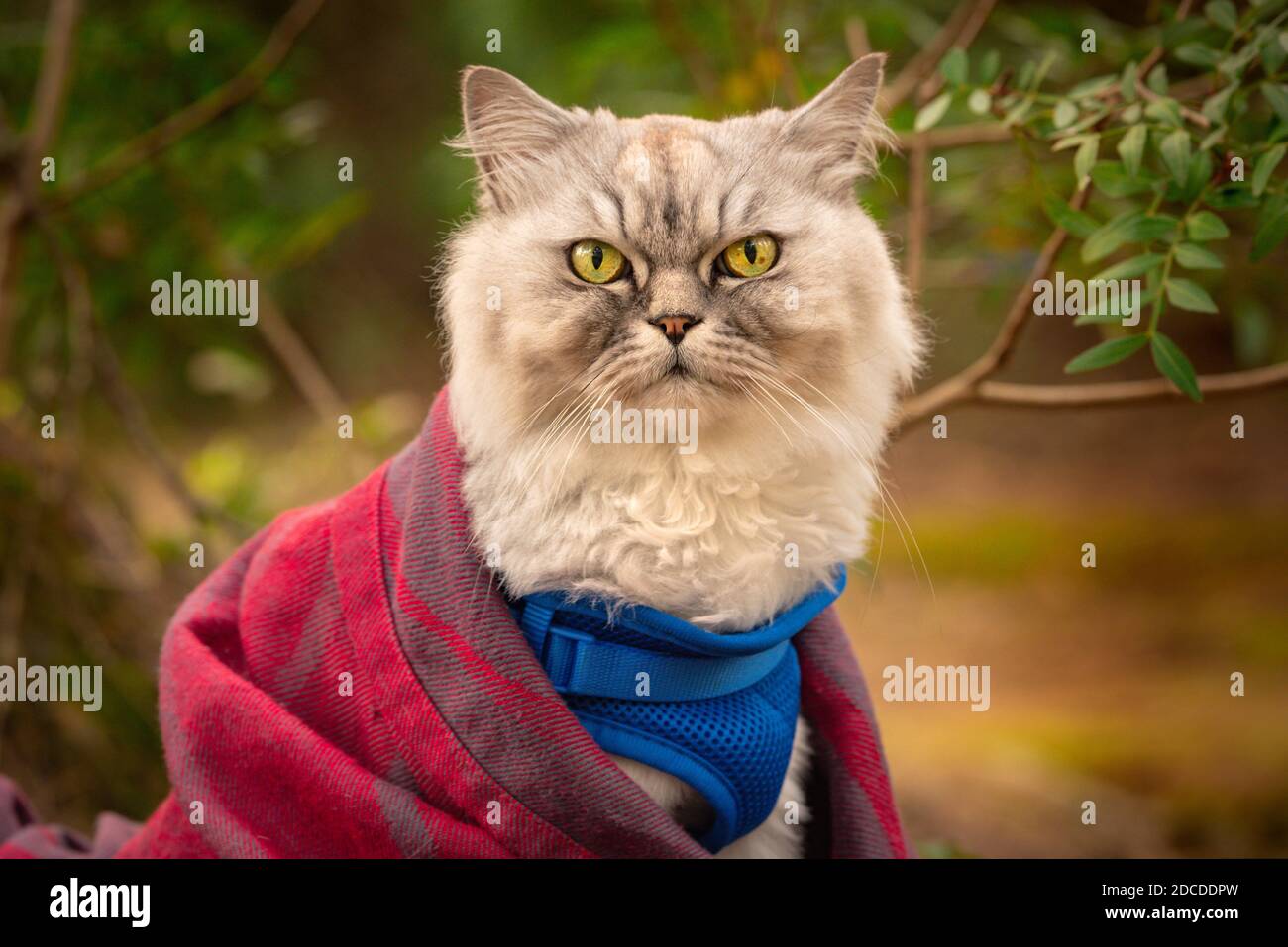Gato divertido con arnés azul y manta sentado fuera en el bosque. Foto de stock