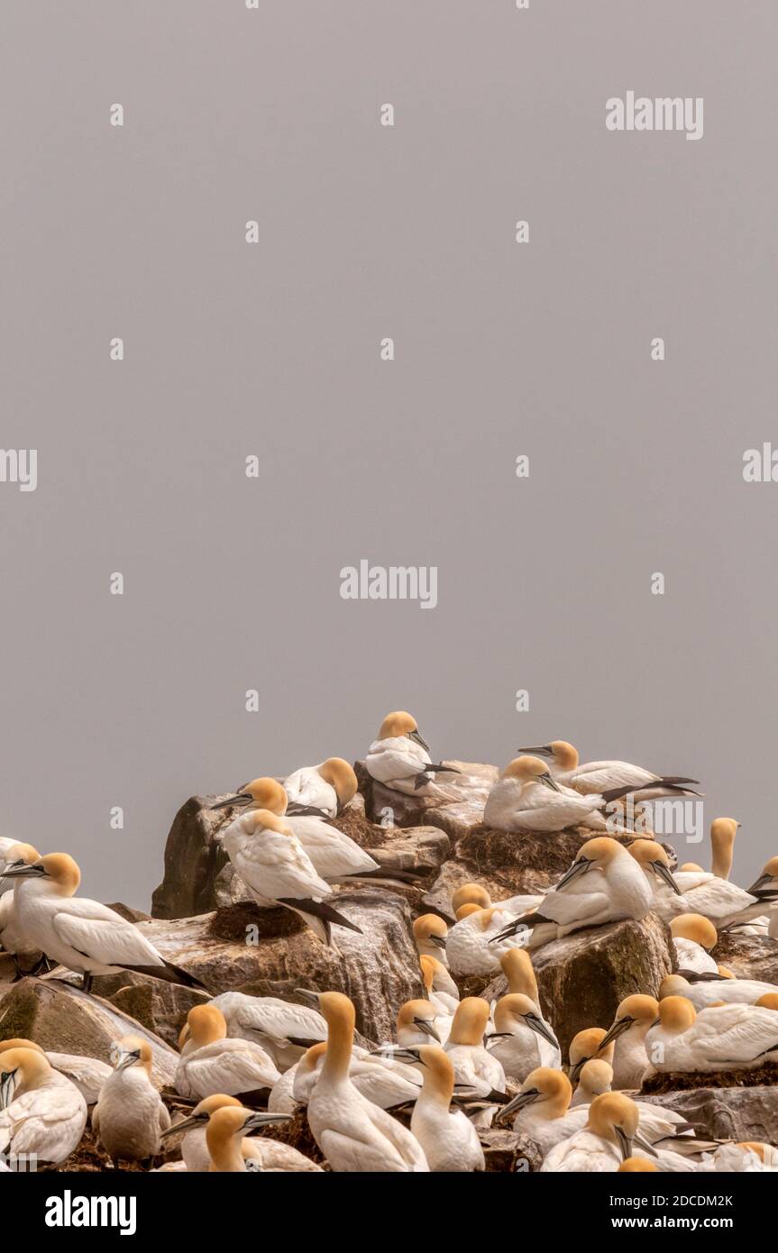 Gannets del norte, Morus basanus, en la colonia de cría de la Reserva Ecológica del Cabo de Santa María en Terranova. Foto de stock