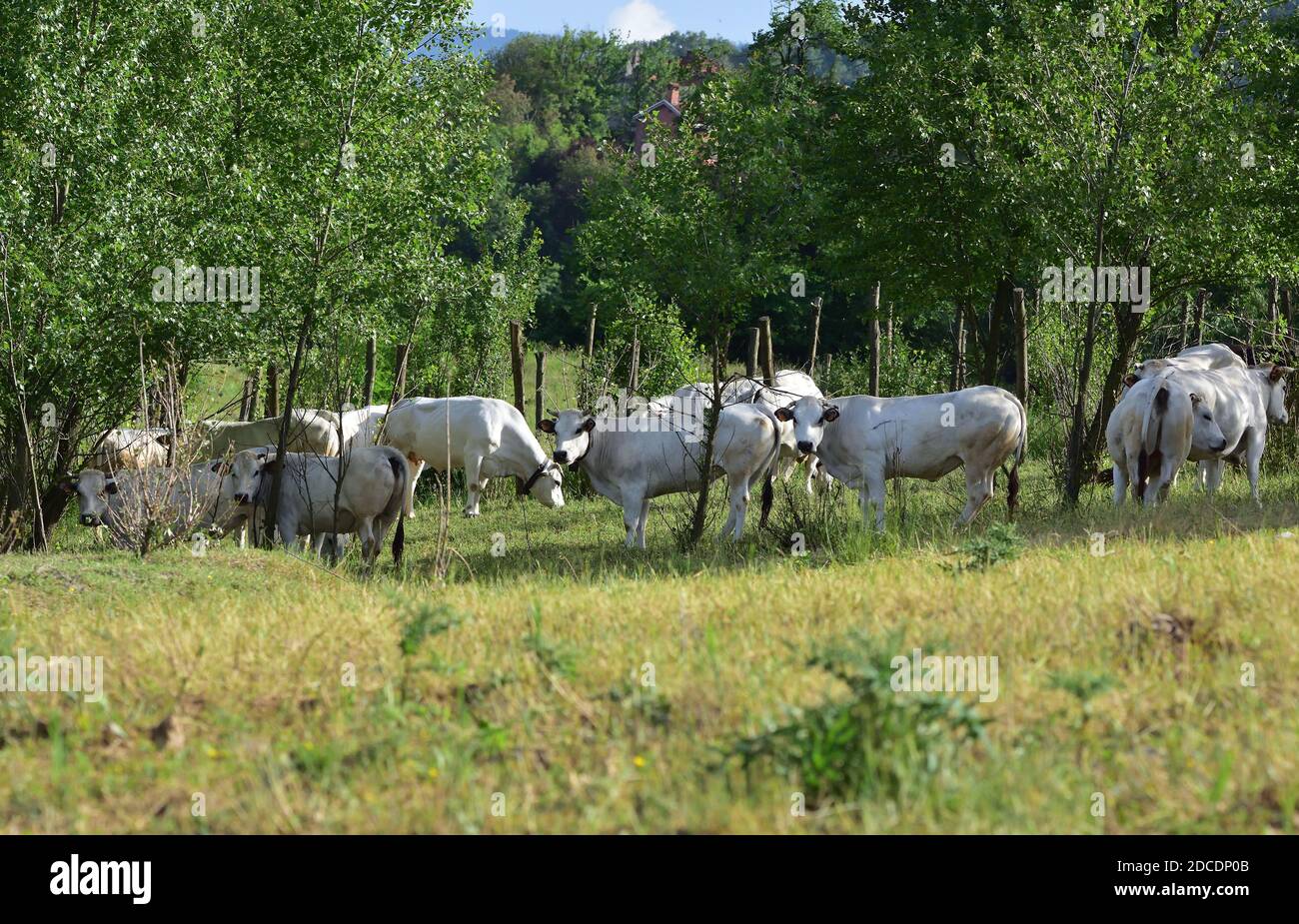 Ovejas Y Vacas En Un Pasto Fotografías E Imágenes De Alta Resolución Página 2 Alamy