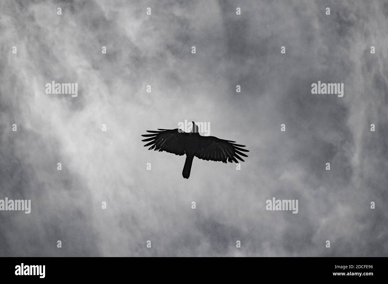 A Crow Flying Top en el cielo abierto, tiro por MNZR en Nikon DSLR, siga @mnzr pixelz en instagram.... Foto de stock