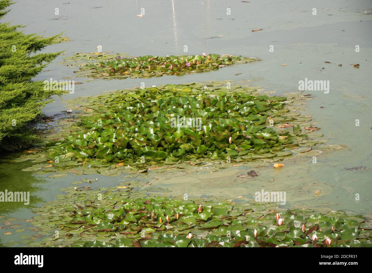 Islas de un loto en flor sobre una superficie de agua en flor por falta de flujo Foto de stock