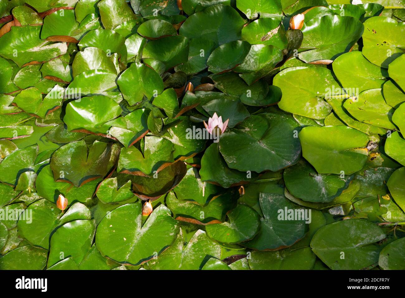 flor de loto rosa. Las hojas verdes se mantienen en la superficie del agua. Colcha de loto vivo. Foto de stock