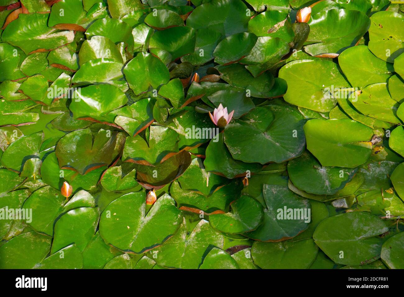 La isla de flores de loto en el agua en todas las fotos. En el medio, el brote ya está floreciendo. El lado aún no ha florecido Foto de stock