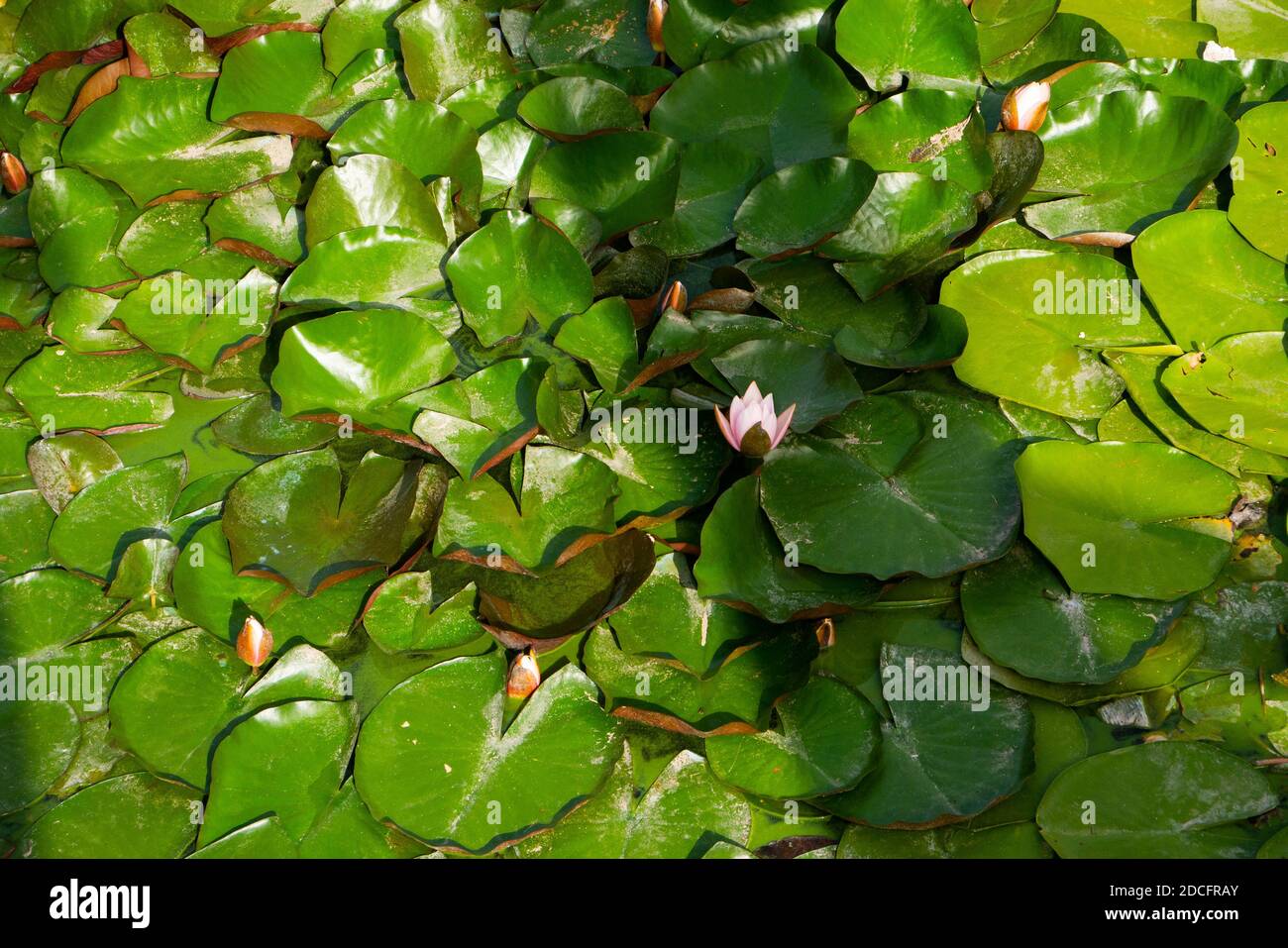 Fotografía de muchas plantas de loto en flor. Foto para protector de pantalla Foto de stock
