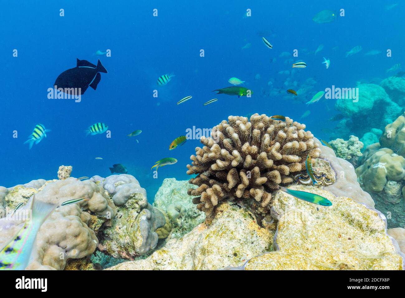 Natación de peces; Maldivas Foto de stock