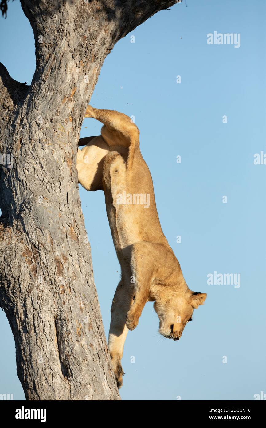 León femenino saltando de un árbol alto en la luz del sol de la mañana En la Reserva de Savuti en Botswana Foto de stock