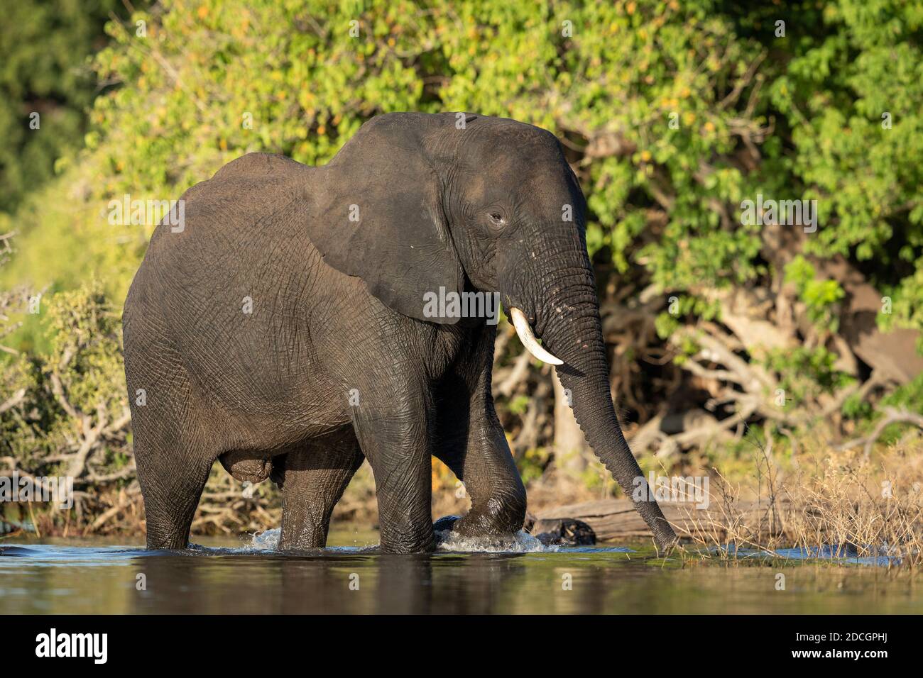 Elefante adulto caminando por el río Chobe bajo el cálido sol de la tarde En Botswana Foto de stock