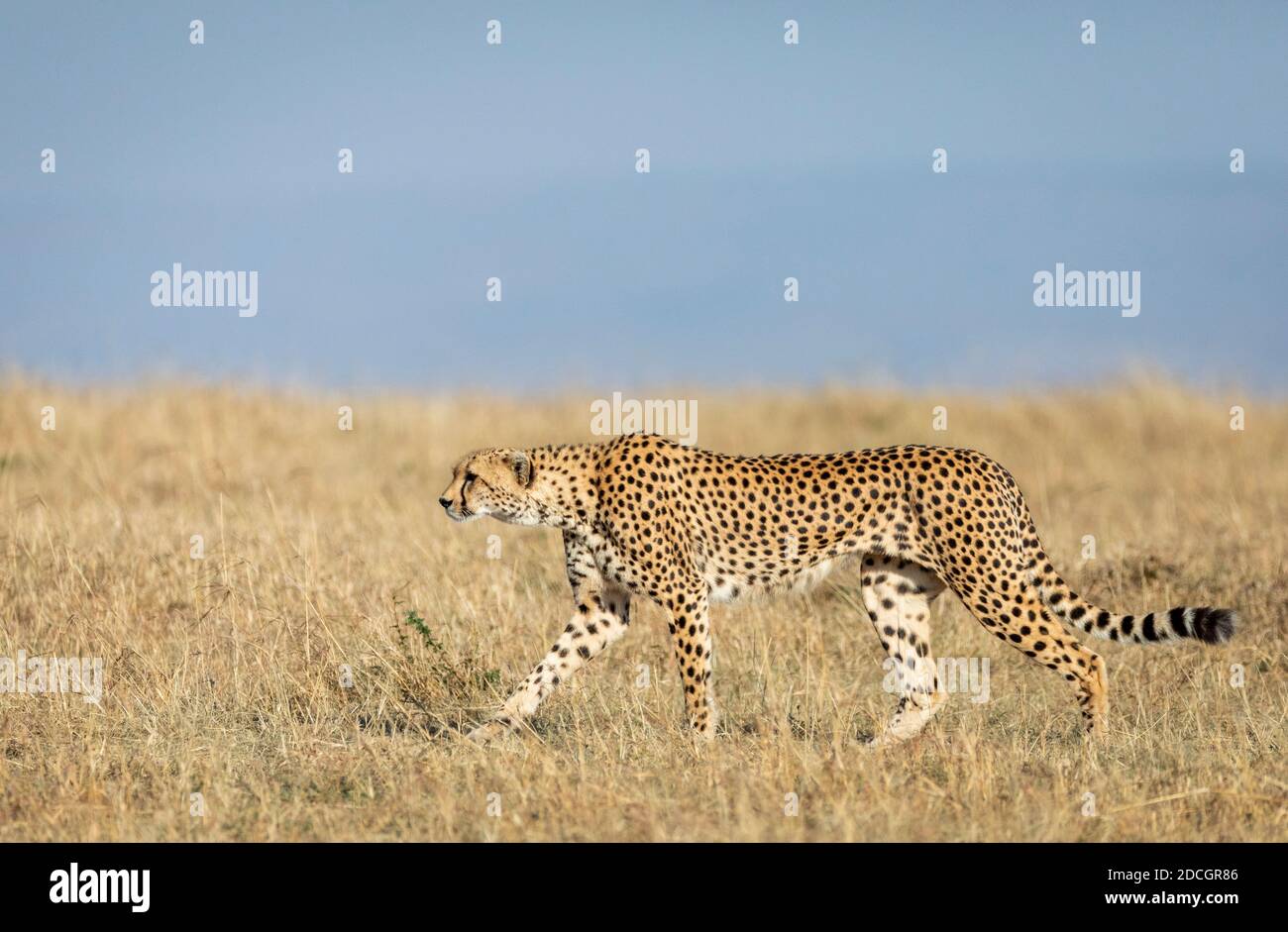 Cheetah adulto caminando en las llanuras verdes de Masai Mara En Kenia Foto de stock