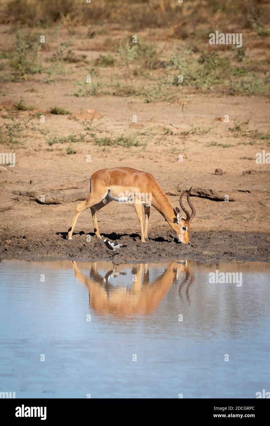 Reflejo de agua de un impala macho bebiendo en el Parque Kruger En Sudáfrica Foto de stock