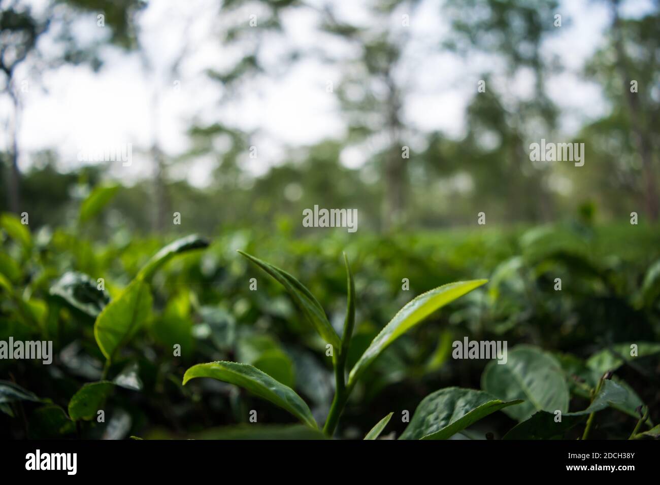 Jardín de té verde de Assam cultivado en tierras bajas y Valle del Río Brahmaputra, Golaghat. Plantaciones de té Foto de stock