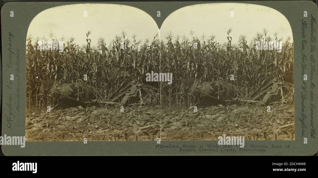 Carpeta de maíz en el trabajo, vista lateral, mostrando filas de paquetes, Crawford County, Pennsylvania., Keystone View Company, 1906, Pennsylvania Foto de stock
