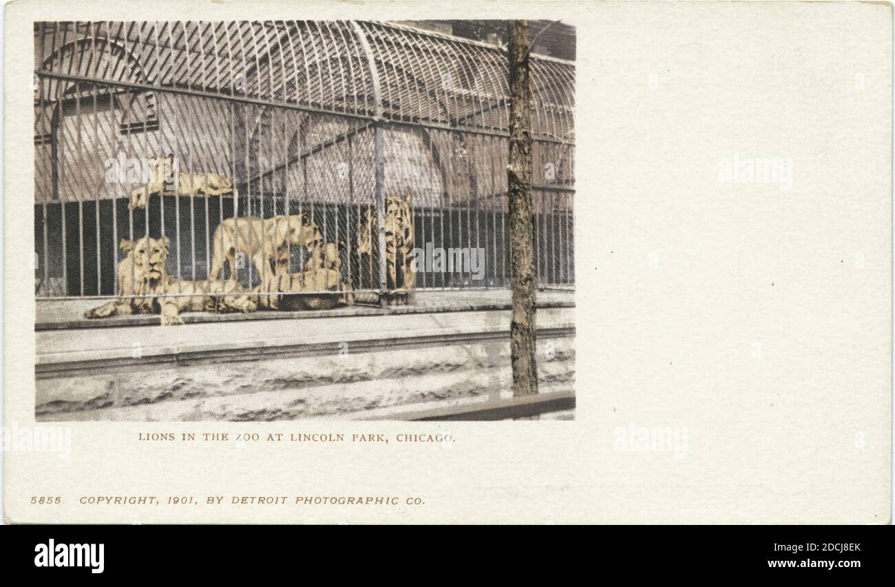 Lincoln Park, Lions in the Zoo, Chicago, Illinois, imagen fija, postales, 1898 - 1931 Foto de stock