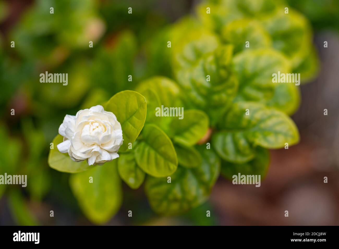 Jasminum sambac (Gran Duque de Toscana, jazmín árabe) flor de cerca  Fotografía de stock - Alamy