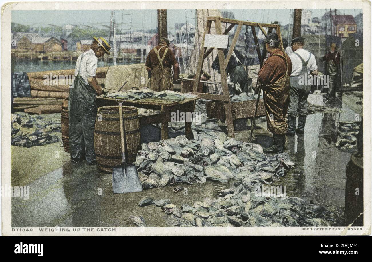 Pesando una captura, Gloucester, Mass., imagen fija, Postales, 1898 - 1931 Foto de stock