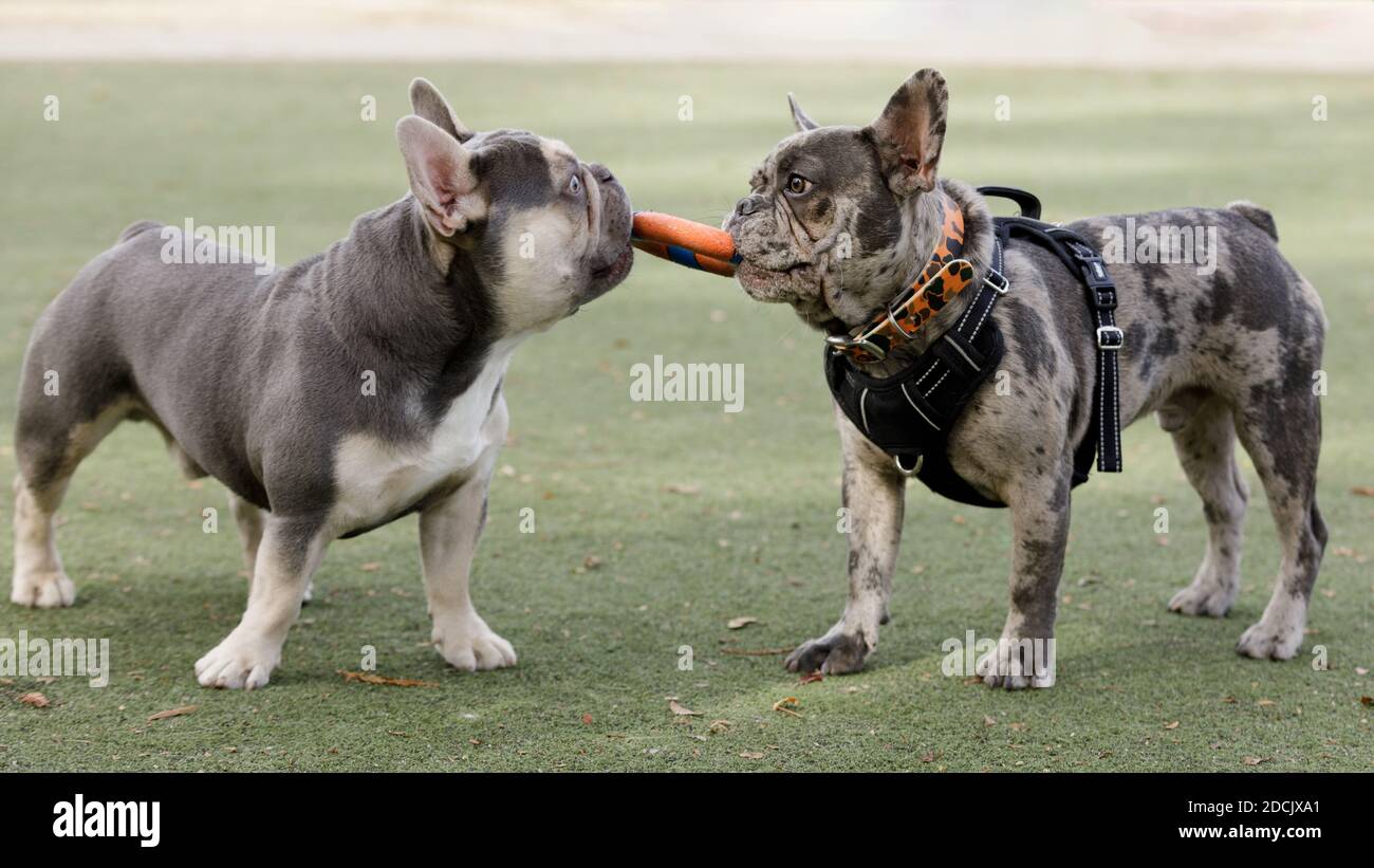 Dos cachorros Bulldogs franceses (lila trindle y azul merle) jugar con un juguete de anillo Foto de stock