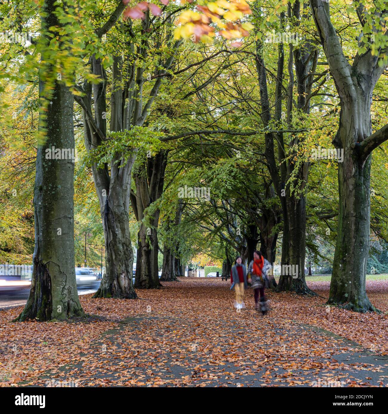 La gente camina a través de hojas caídas a lo largo de las avenidas de haya y roble del parque Clifton Down durante el otoño en Bristol, Inglaterra. Foto de stock