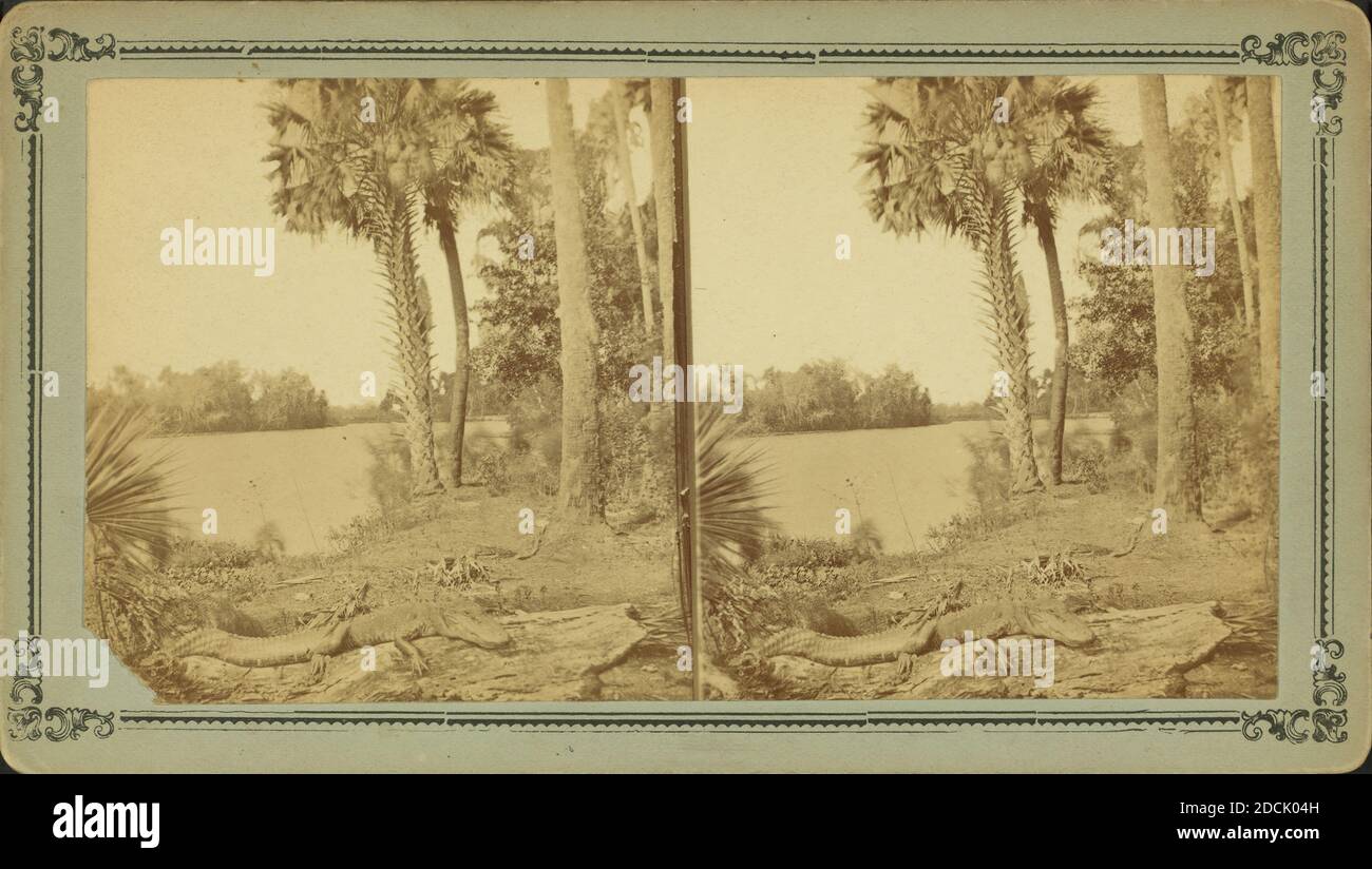 Un cocodrilo tomando sol en el río St. John's, Fla., still Image, estereografías, 1850 - 1930 Foto de stock