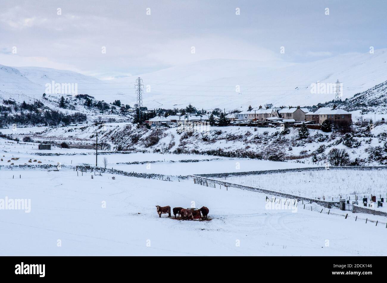 El ganado come de un comedero en un campo en el estrecho del valle de Kildonan en Helmsdale, en las tierras altas cubiertas de nieve de Escocia. Foto de stock