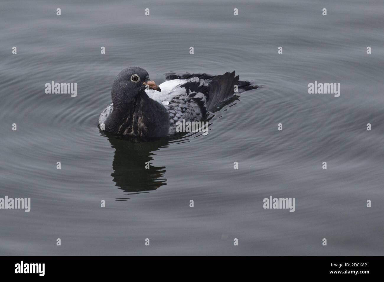 Rock Pigeon (Columba livia) flotante en alta mar, Great South Bay, Nueva York Foto de stock