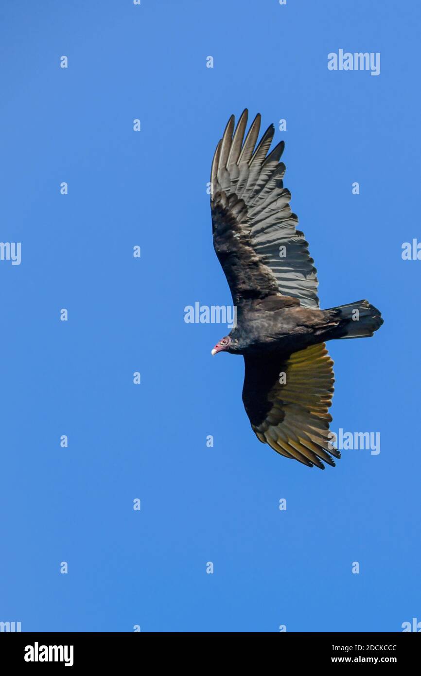 Un buitre de pavo volando sobre el pájaro del tesoro de Hawk Mountain - turquía Buzzard - John crow - Carrion crow Cathartes aura vuela en un cielo azul sin nubes Foto de stock