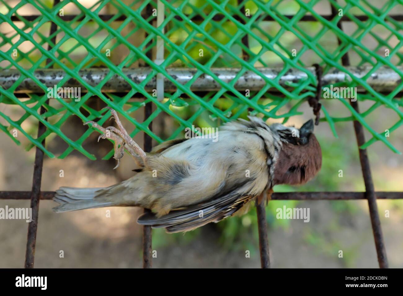 Enfoque selectivo de un pequeño pájaro gorrión marrón muerto tumbado dentro  de una red de jaula Fotografía de stock - Alamy