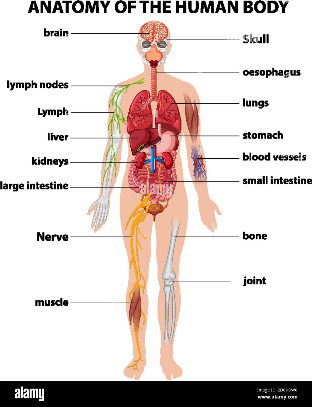 Anatomía del cuerpo humano información ilustración infográfica Imagen  Vector de stock - Alamy