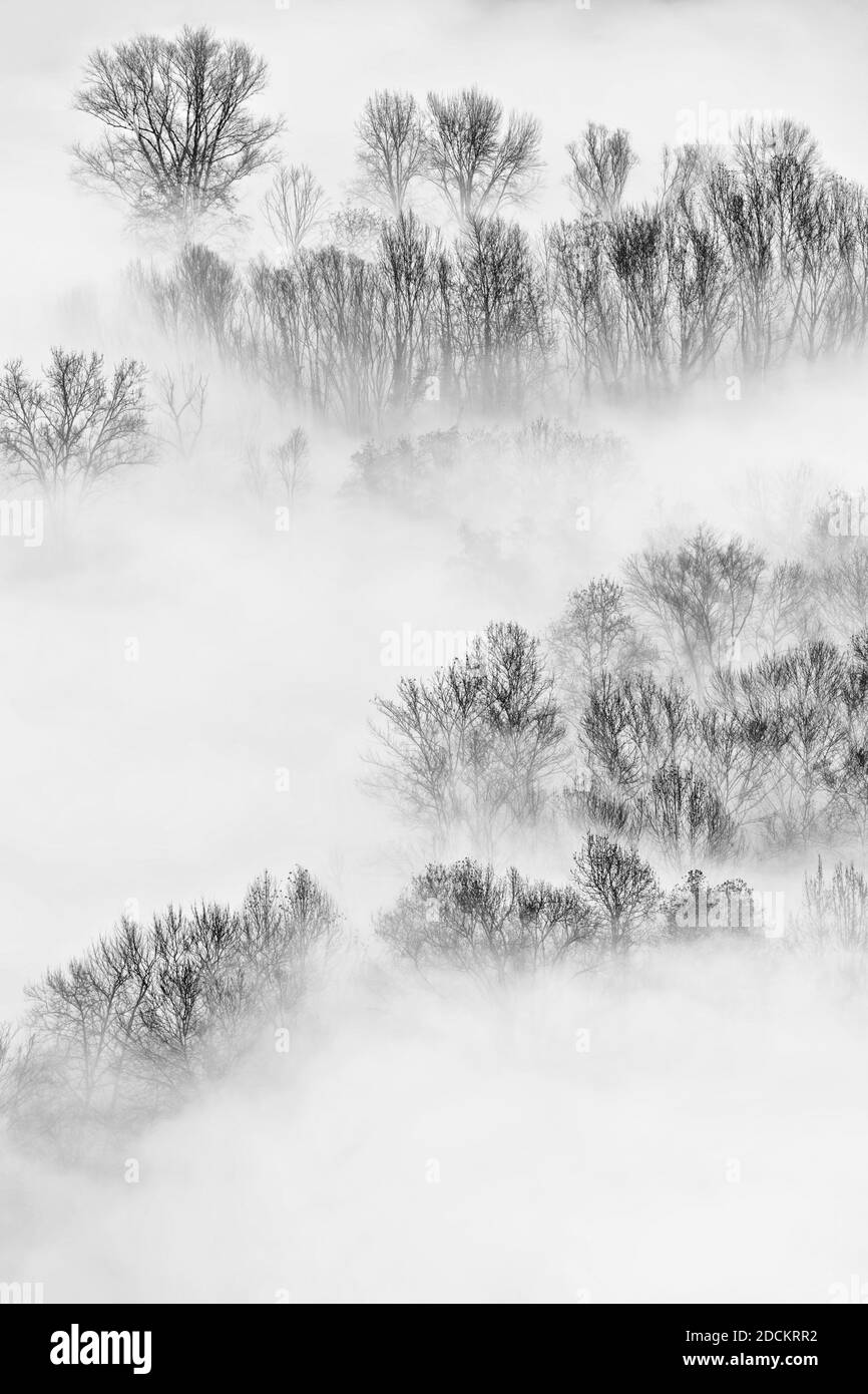 Vista aérea sobre el bosque brumoso al amanecer, fotografía de arte Foto de stock