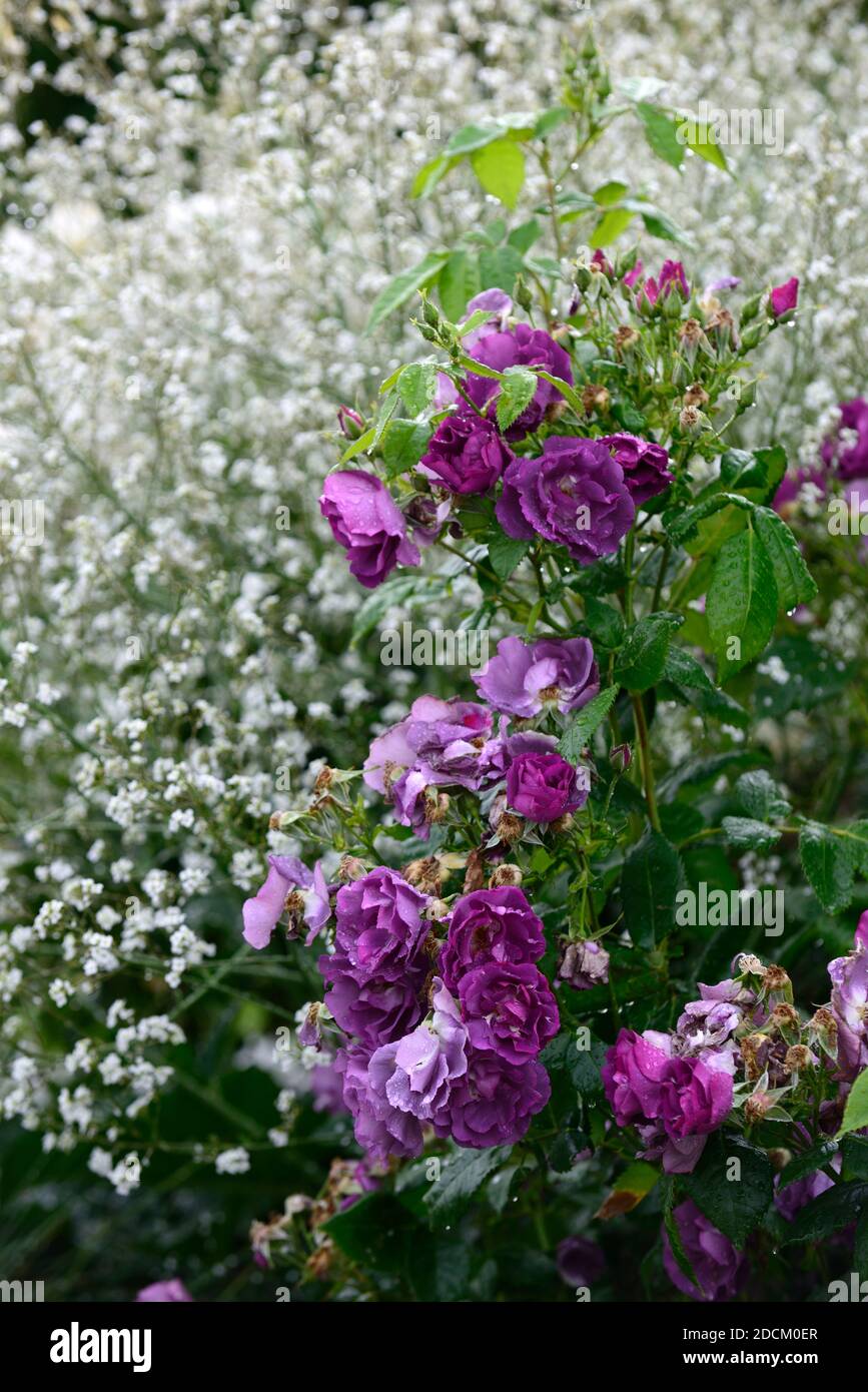 Rosa Azul Intervalo De Cama, Rojo Blanco Rosa Púrpura Rosa Azul Intervalo De Cama, Rojo Blanco Rosa Púrpura