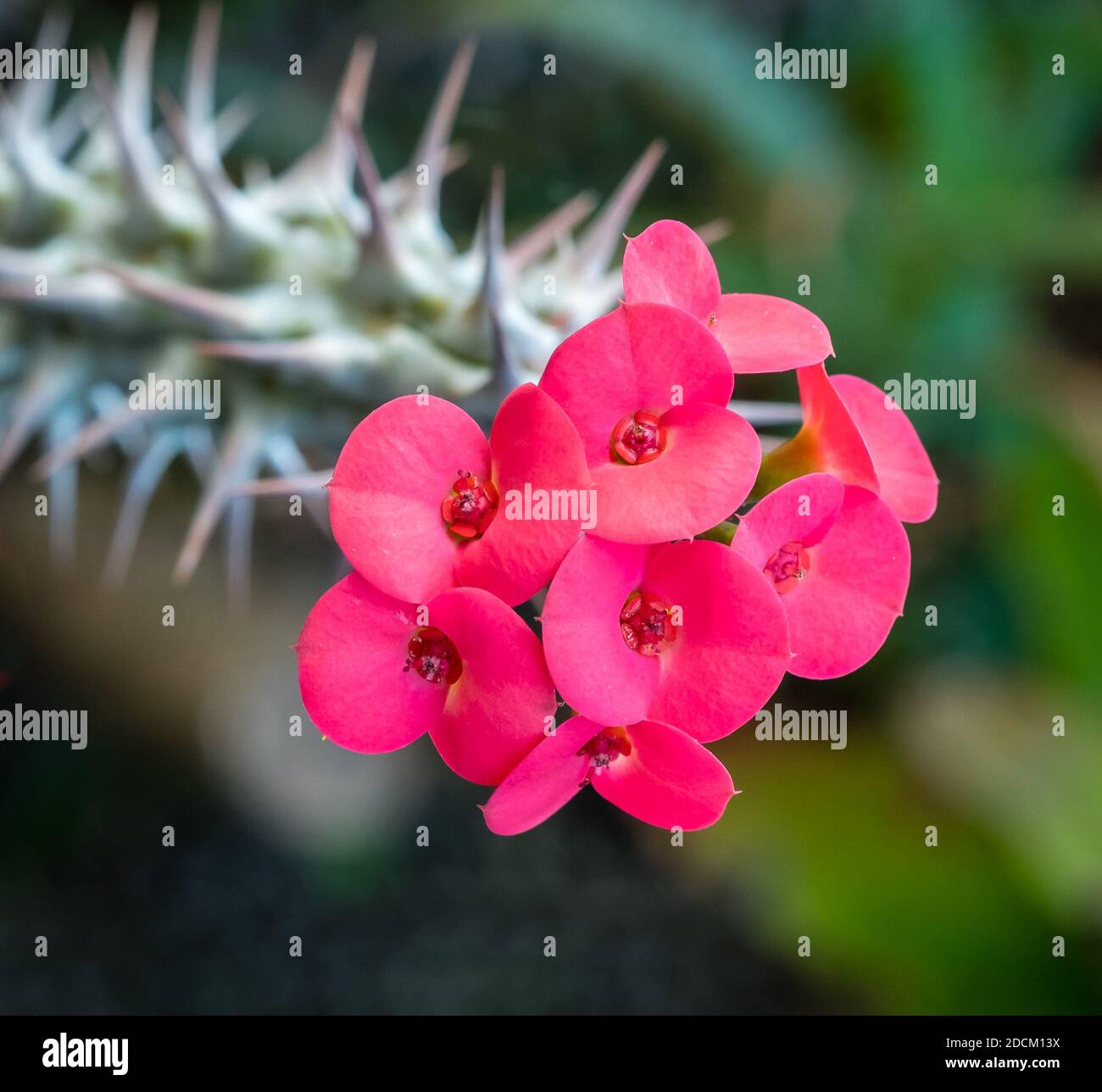 Flores rojas en una corona de espinas Cactus en Suculent Jardín Fotografía  de stock - Alamy